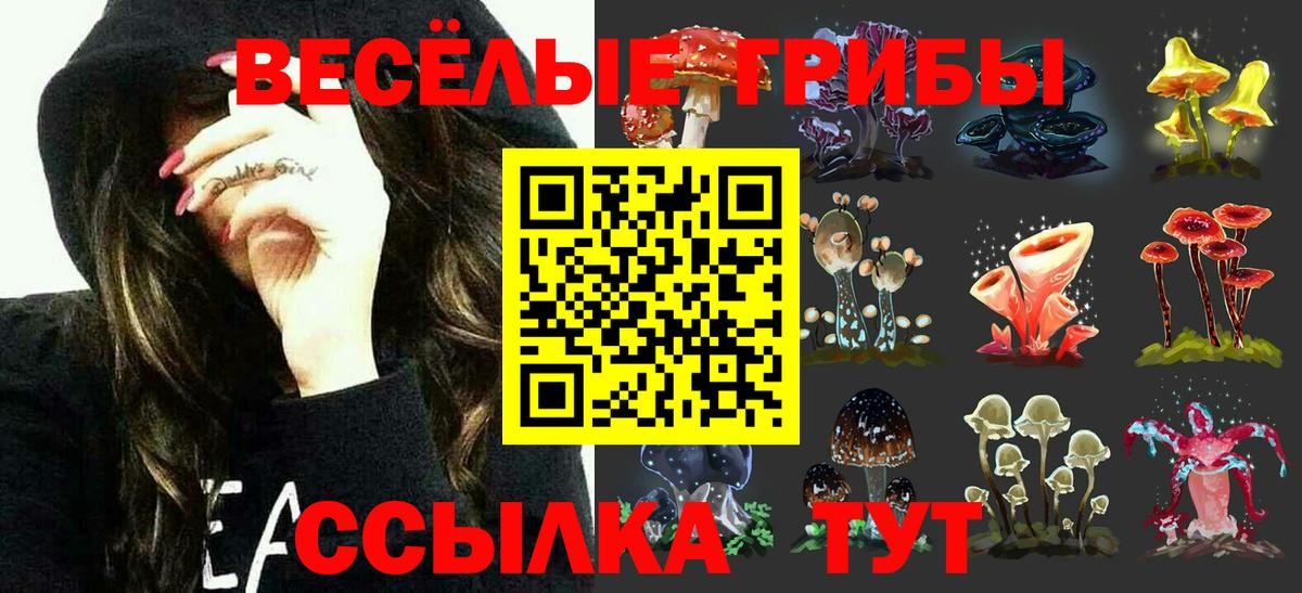 Кингисепп  Галлюциногенные грибы Psilocybe  закладка  Псилоцибиновые грибы Psilocybe  Вход с VPN 